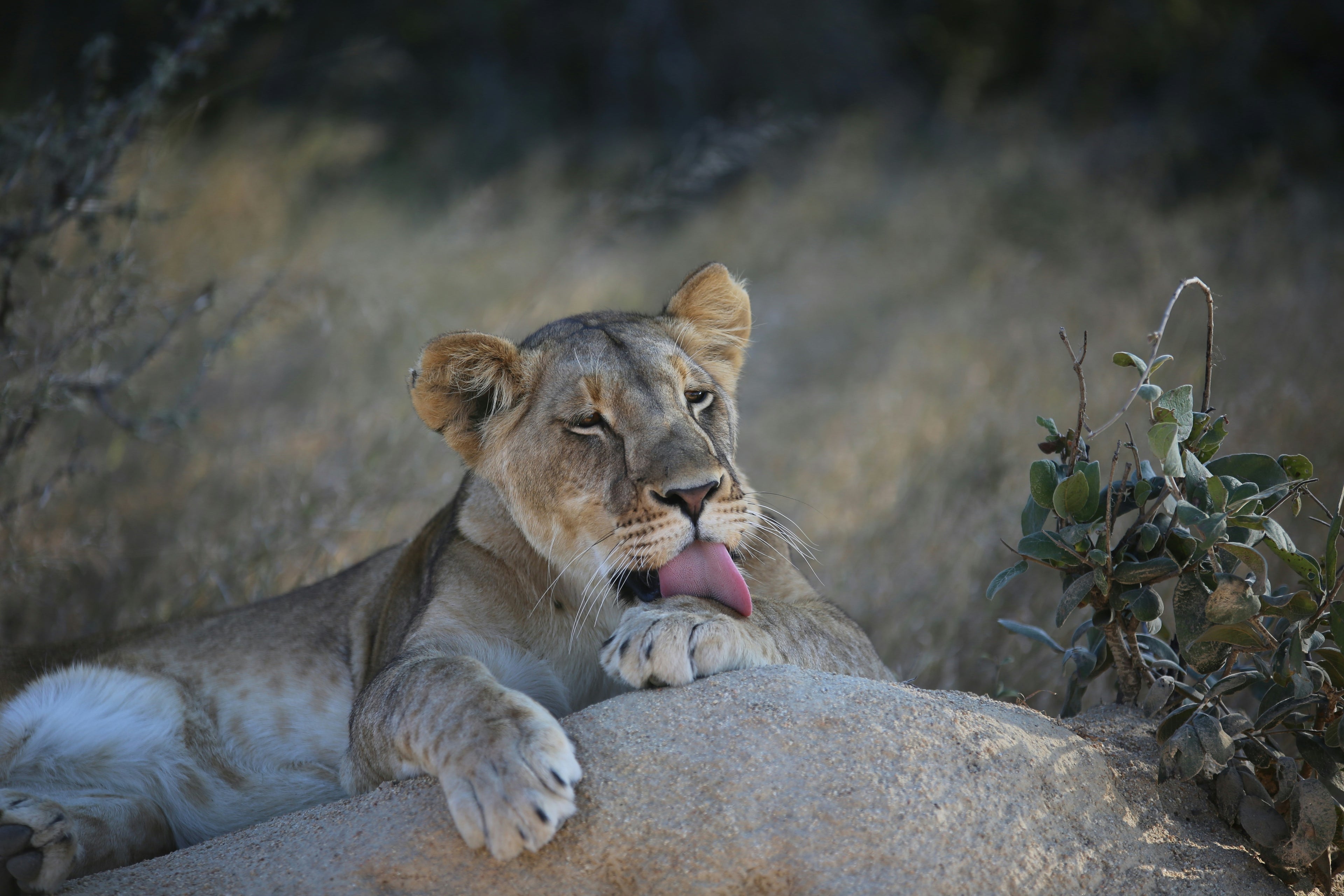 save the lions